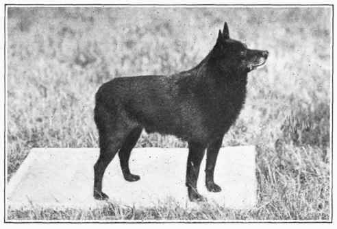 Schipperke.