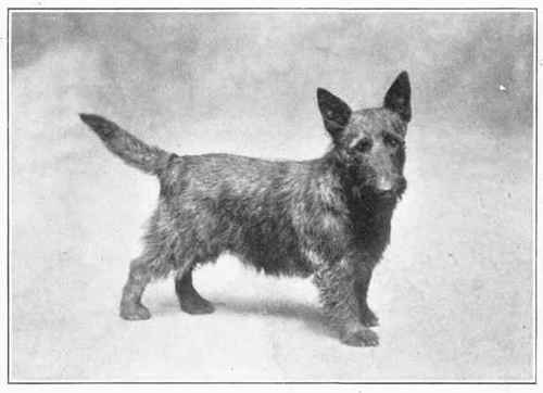 Scottish Terrier.