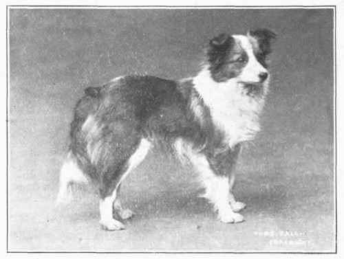 Shetland Sheepdog.