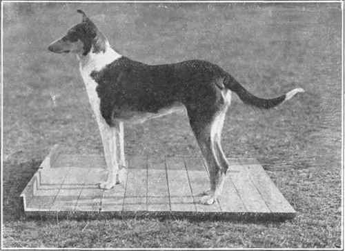 Smooth Coated Collie