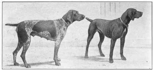 Smooth Coated German Pointer.