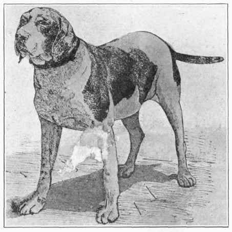 Spanish Pointer.