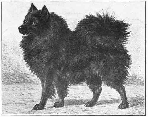 Spitz Pomeranian