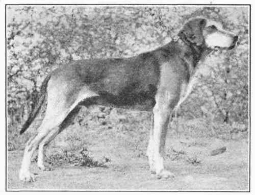 Swedian Hound.
