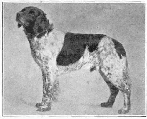 Swiss Setter.