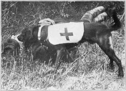 The Ambulance Dog at Work.