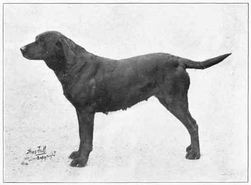 The Labrador Retriever.