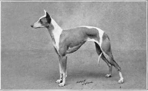 The Whippet.
