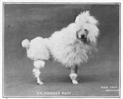 Toy Poodle.