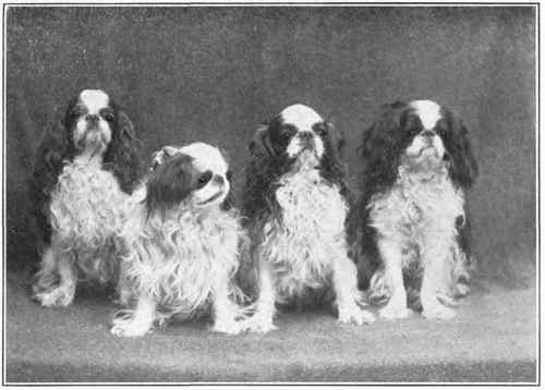 Toy Spaniel.