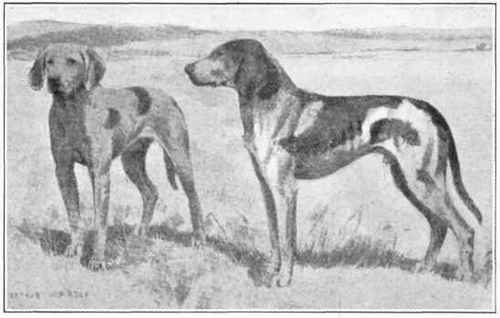 Trail Hound.
