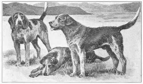 Welsh Hound.