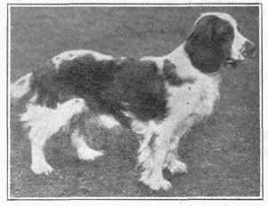 Welsh Springer.