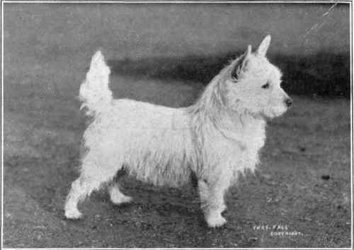 West Highland White Terrier.