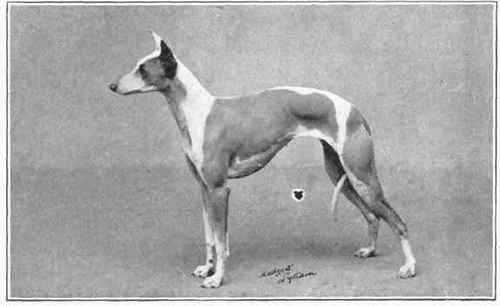 Whippet.