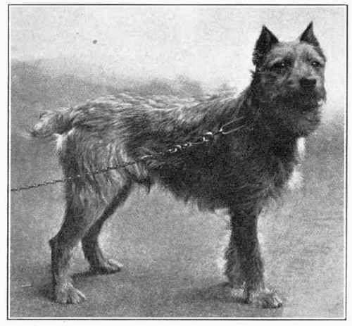 Wire Haired Dutch Terrier.