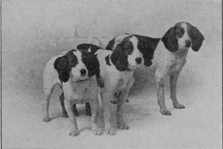 BEAGLES.