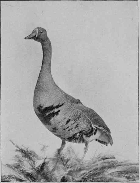 BRANT.