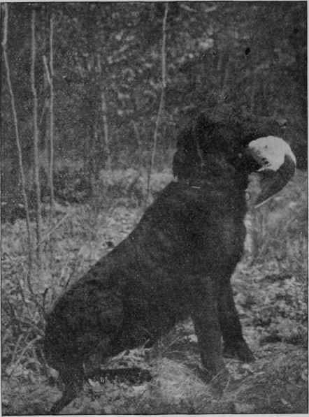 CHESAPEAKE BAY DOG.