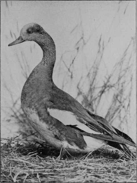 DUCK.