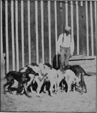 FEEDING TIMID DOGS.