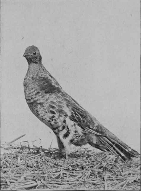 PHEASANT.