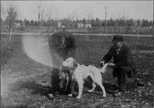 PUTTING A DOG IN SHAPE FOR A DOG SHOW.