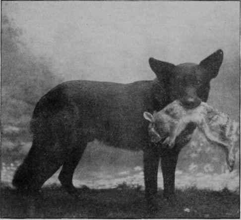 RETRIEVING WOLF.