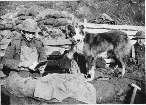 A Canine Courier Of The Great War.