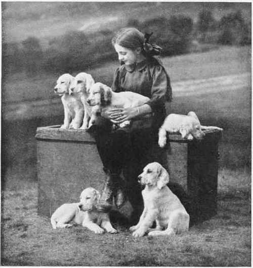 A Scotch lassie and her half dozen setter puppies.