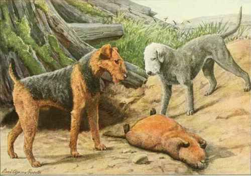 Airedale Terrier, Bedlington Terries.