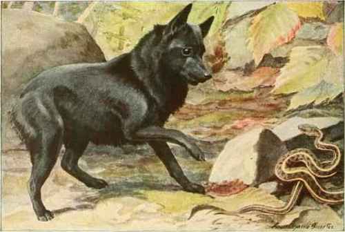 Belgian Schipperke.