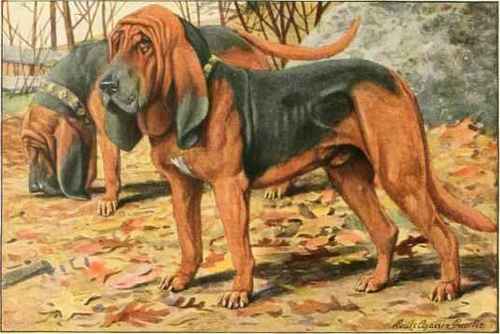 Bloodhounds.
