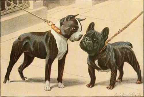 Boston Terrier, French Bulldog.