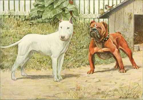 Bull Terrie,r English Bulldog.