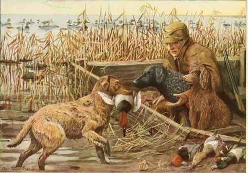 Chesapeake Retriever Curly Coated Retriever Irish Water Spaniel.