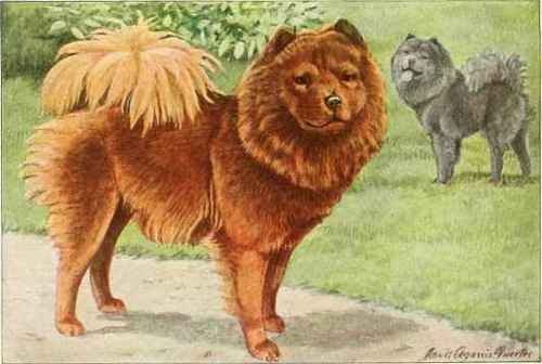 Chow Chow Or Chow.