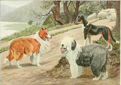 Collie Old English Sheep Dog, Smooth Collie.