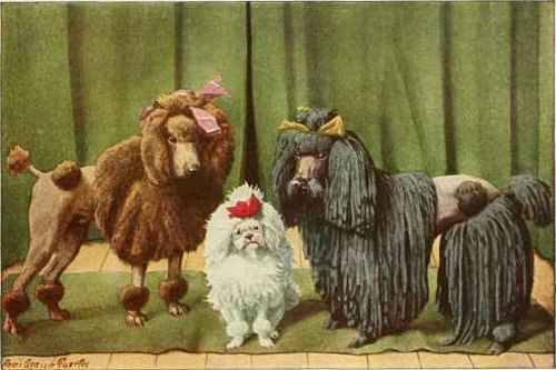 Curly Poodle, Toy Poodle, Corded Poodle.