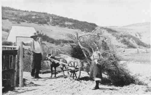 Dogs Do Their Farm And Household Bit In Canada As Well As In Belgium And Holland A Scene In Perce, Province Of Quebec.