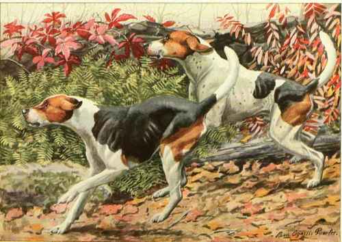 English Foxhound,American Foxhound.