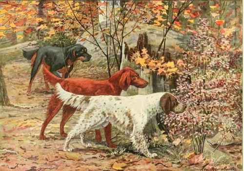 Gordon Setter Irish Setter English Setter.