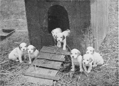 Large Families Are The Rule In Thrifty Scotch Kennels.