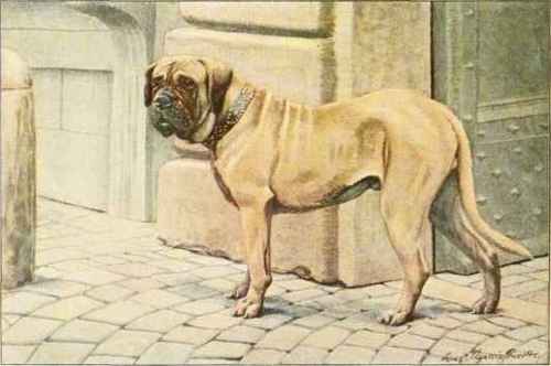 Mastiff.