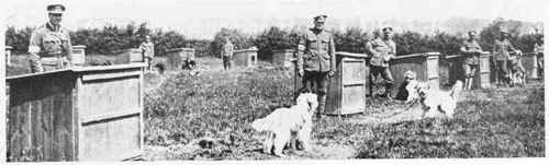 Messenger Dogs Billeted Behind The Front Line Trenches.