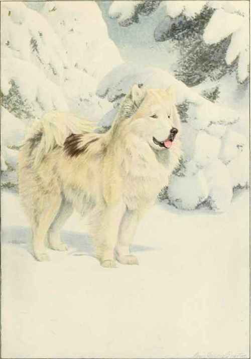 North Greenland Eskimo Dog.