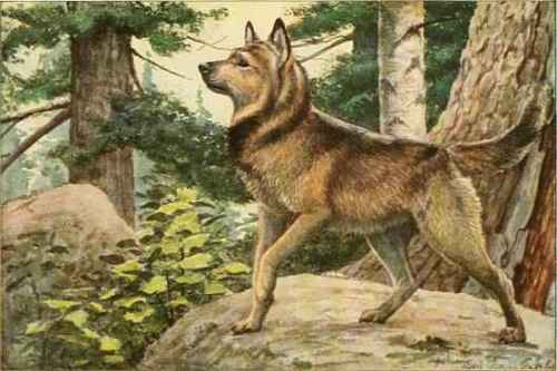 Norwegian Elkhound.
