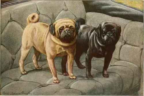 Pugs.