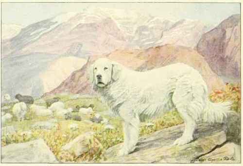 Pyrenean Sheep Dog.