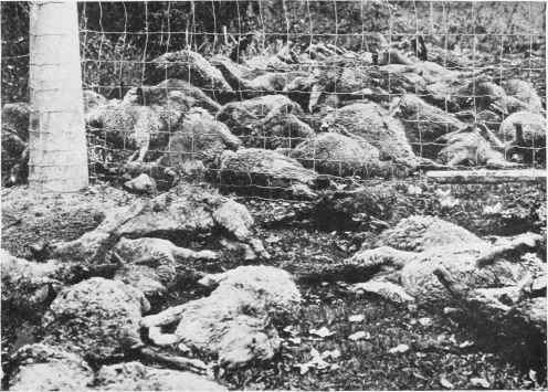 Remains Of 193 Sheep Killed In A Single Night By Two Dogs.